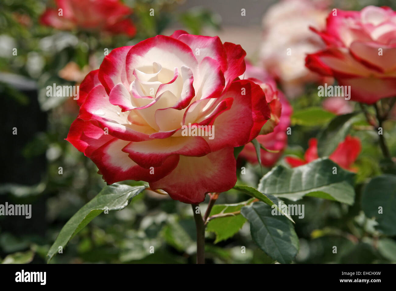 Rosa Foto Stock