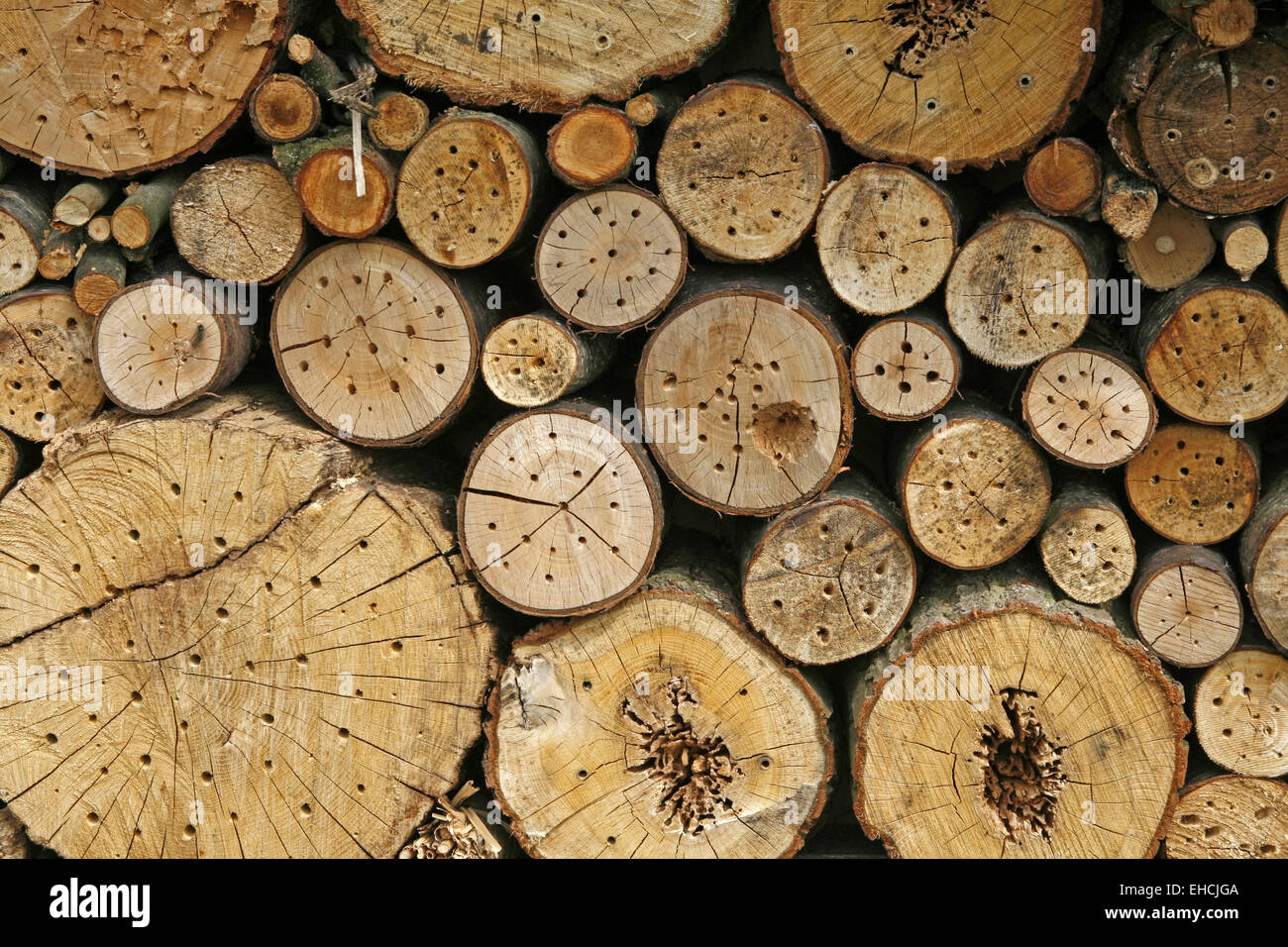 Nidi di api selvatiche Foto Stock