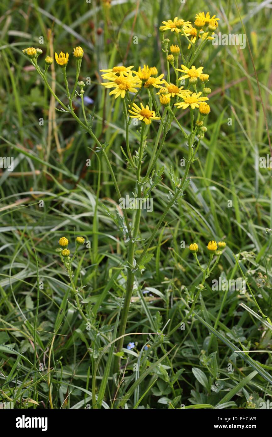 Erba tossica, Senecio jacobaea Foto Stock