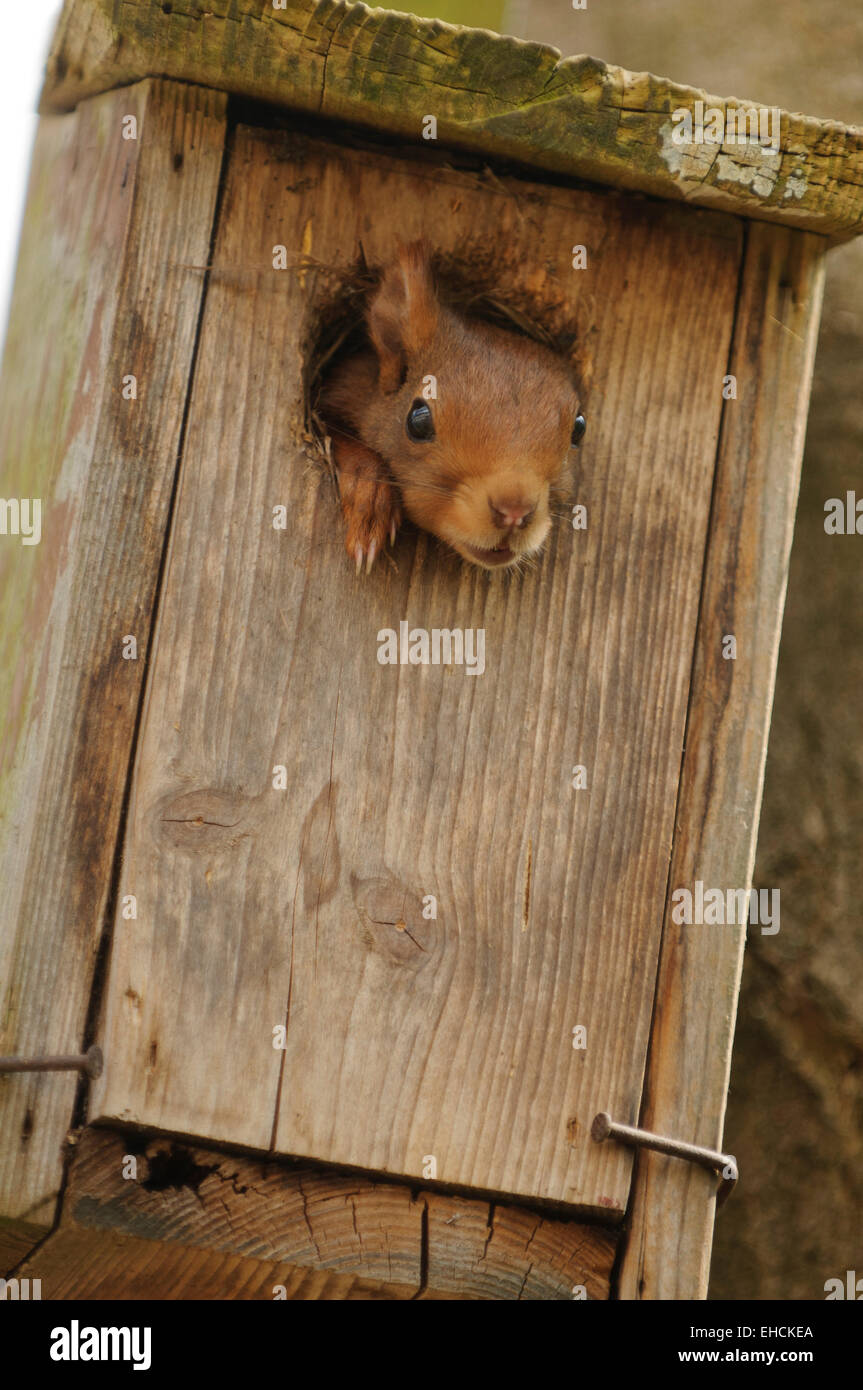 Red scoiattolo (Sciurus vulgaris) guardando fuori di una scatola di nidificazione, Baden-Württemberg, Germania Foto Stock