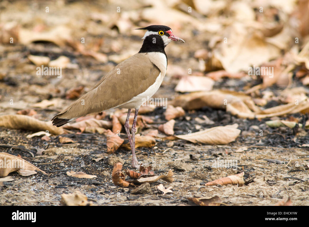 A testa nera (Pavoncella Vanellus tectus) in piedi sul suolo, Parco Nazionale di Niokolo-Koba, Senegal Foto Stock