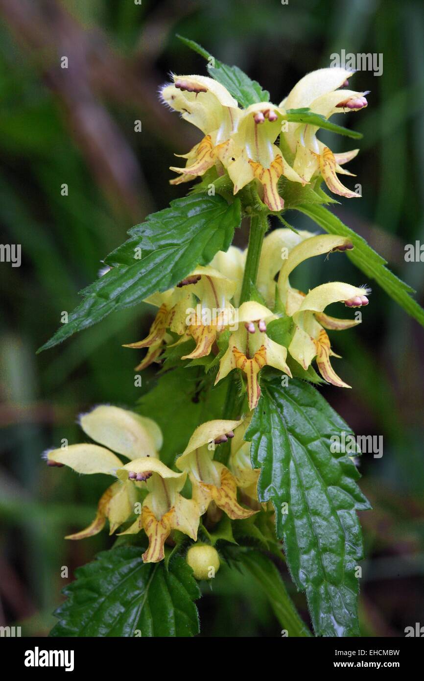 Arcangelo giallo Foto Stock