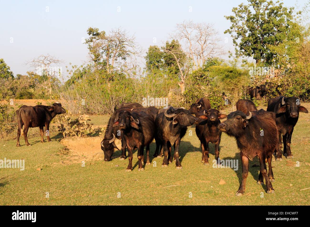 Mandria di bufali posseduti da abitanti di un villaggio Parco Nazionale di Kanha Madhya Pradesh India Foto Stock