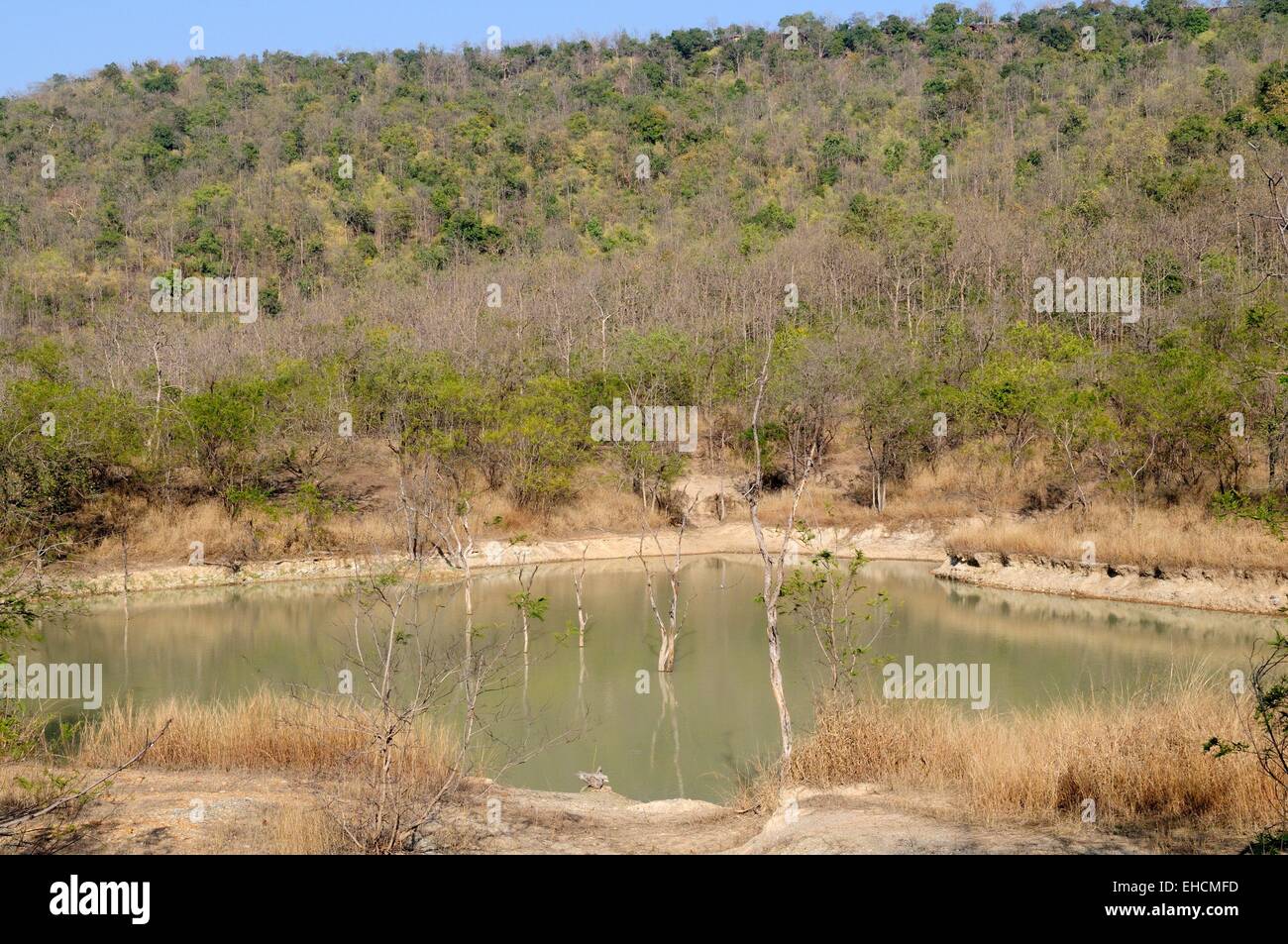 Un foro di irrigazione all'inizio della stagione secca Parco Nazionale di Panna Chhatarpur Madhya Pradesh India Foto Stock