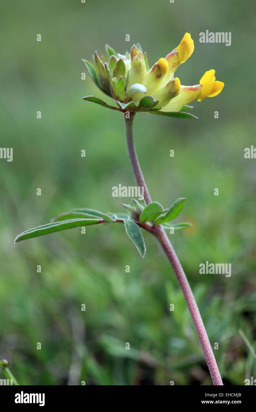 Kidneyvetch comune Foto Stock