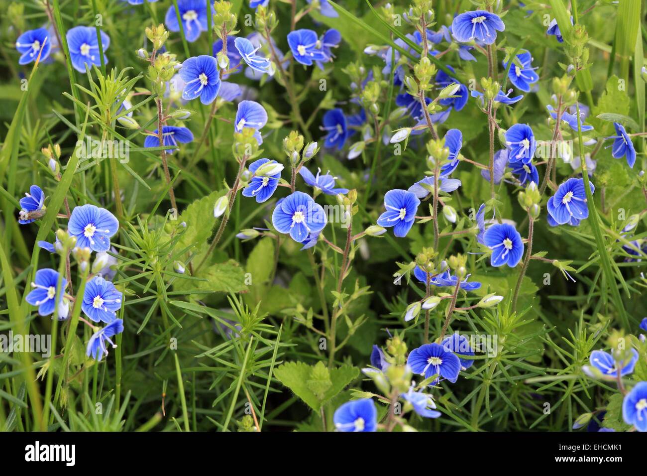 Germander speedwell, Veronica chamaedrys Foto Stock