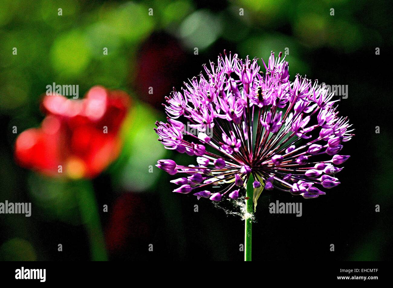 Allium hollandicum Foto Stock