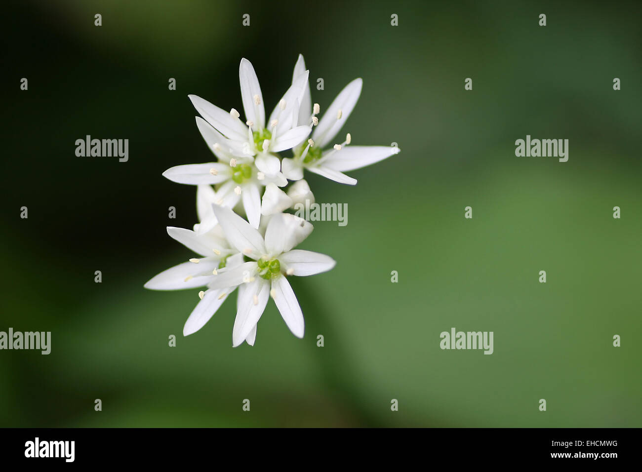 Aglio selvatico fiori Foto Stock