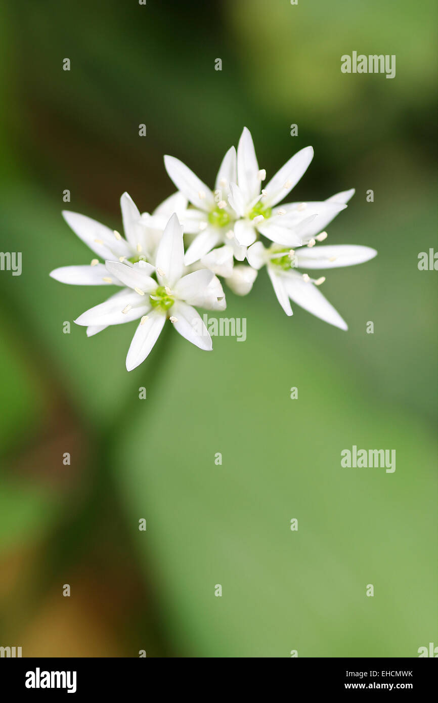 Aglio selvatico fiori Foto Stock