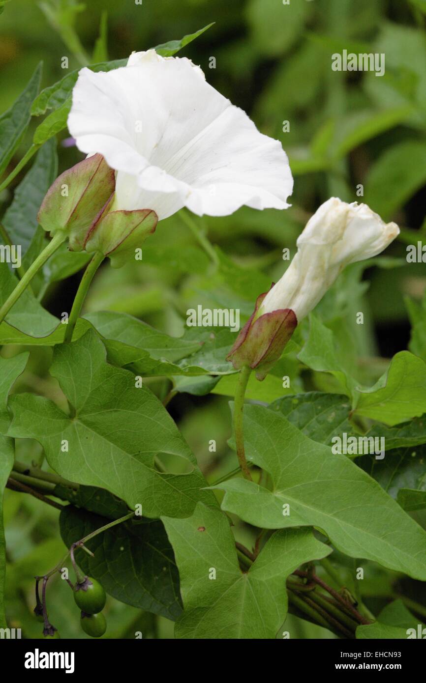 Hedge centinodia, Calystegia sepium Foto Stock