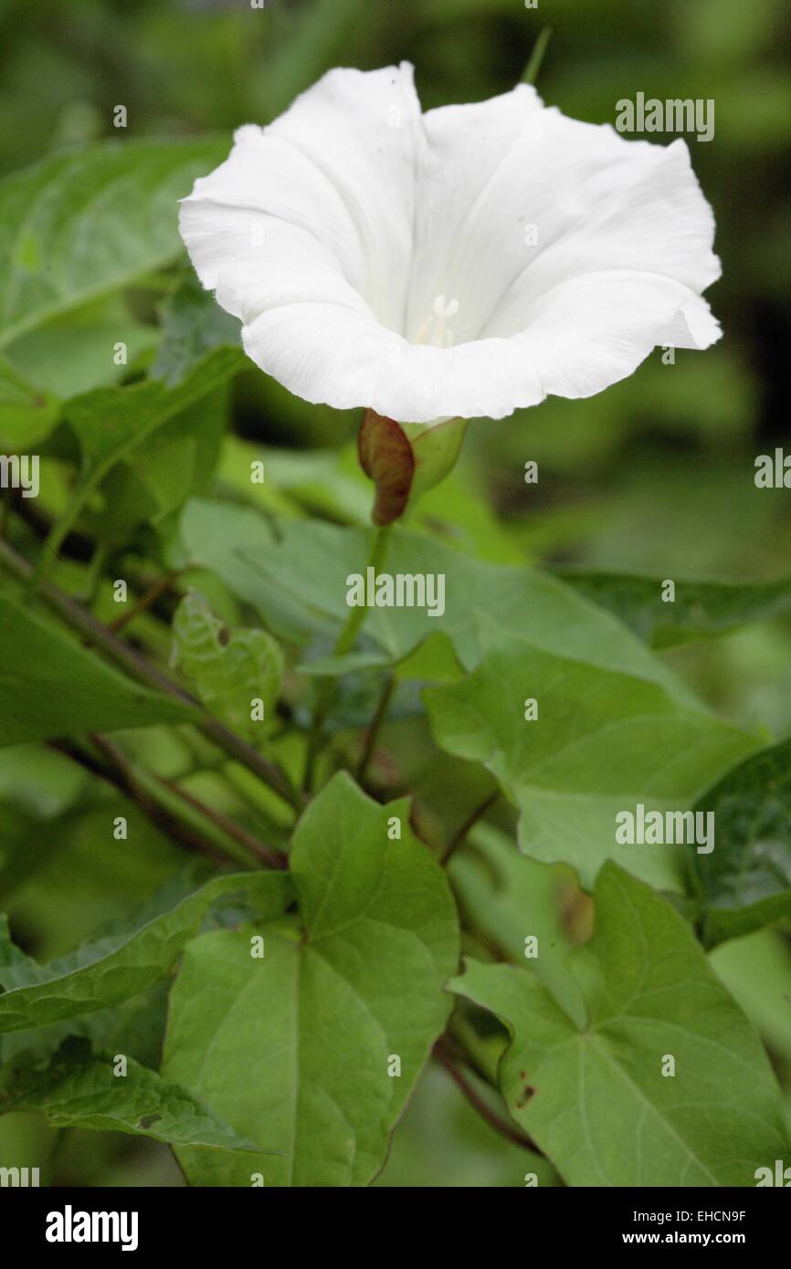Hedge centinodia, Calystegia sepium Foto Stock