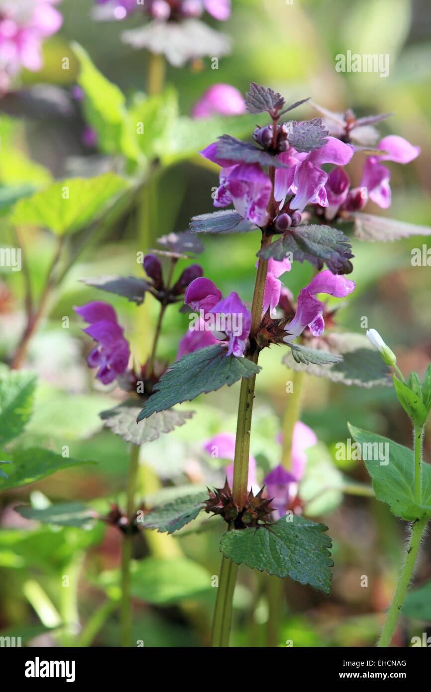 Avvistato dead ortica, Lamium maculatum Foto Stock