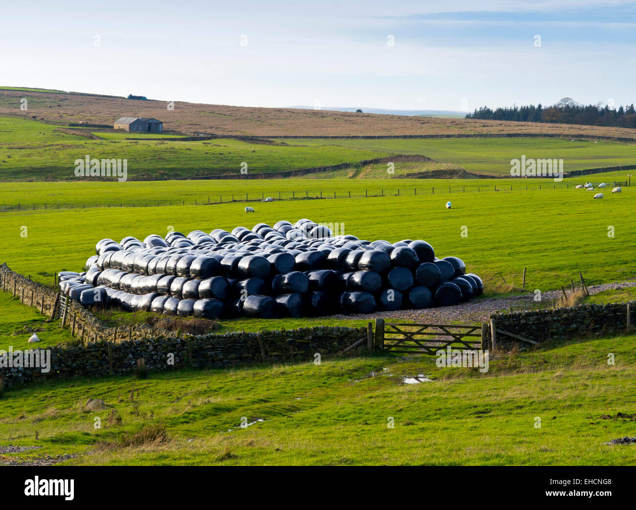 Balle di fieno avvolto in plastica nera in un campo su un agriturismo nel Parco nazionale di Northumberland England Regno Unito Foto Stock