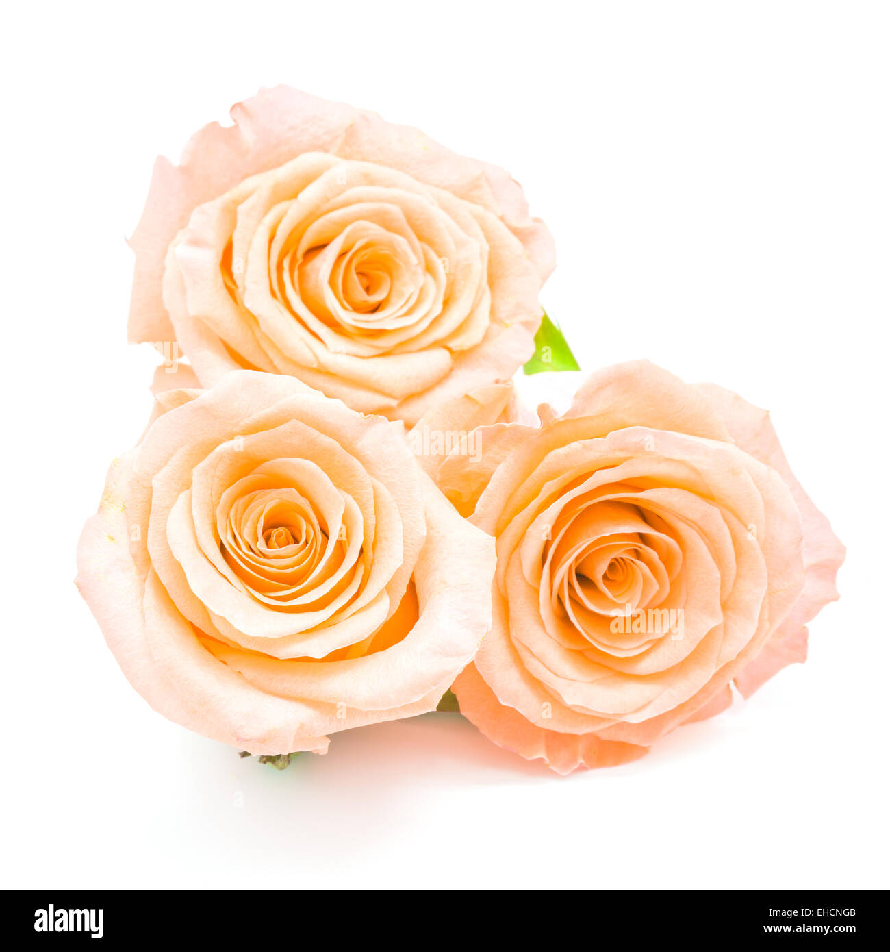 Bella Arancione Rosa fiore, isolati su sfondo bianco Foto Stock