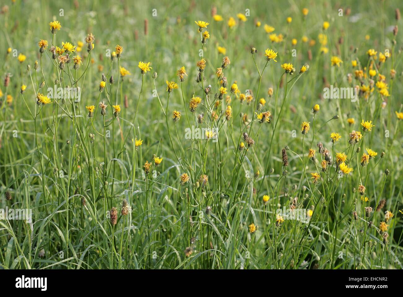 Ruvido Hawk's-barba, Crepis biennis Foto Stock