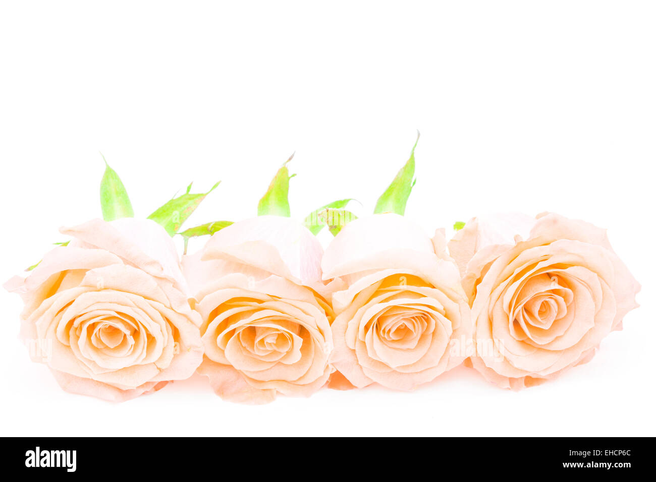 Bella Arancione Rosa fiore, isolati su sfondo bianco Foto Stock