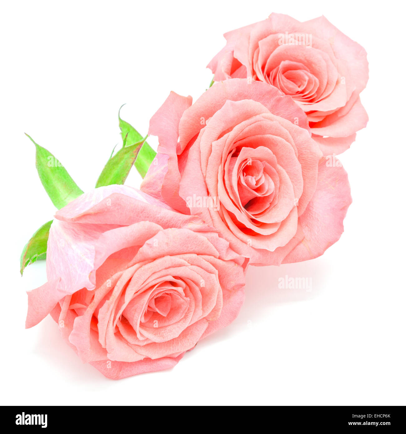 Bella rosa pallido fiore rosa, isolato su sfondo bianco Foto Stock