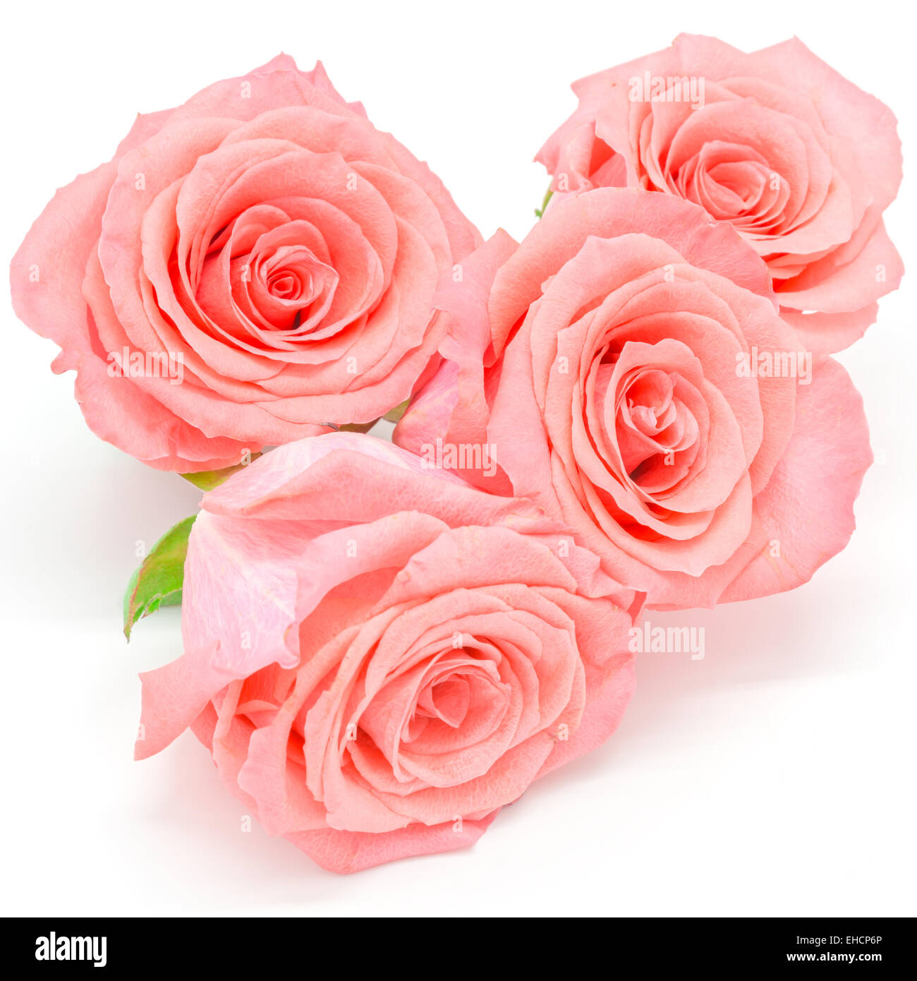 Bella rosa pallido fiore rosa, isolato su sfondo bianco Foto Stock