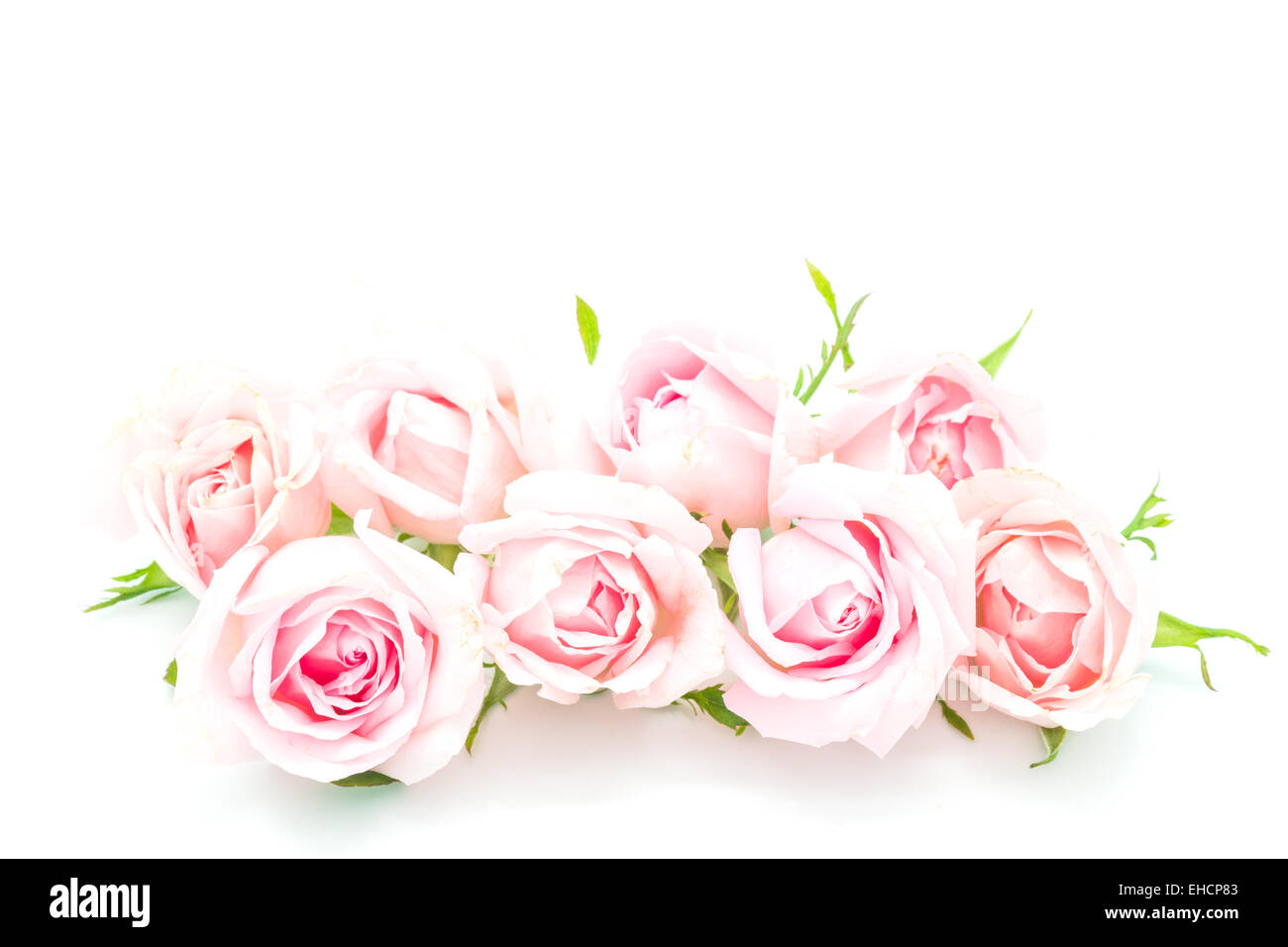 Bella rosa rosa fiore, isolati su sfondo bianco Foto Stock