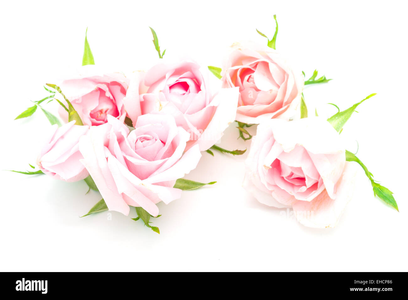 Bella rosa rosa fiore, isolati su sfondo bianco Foto Stock