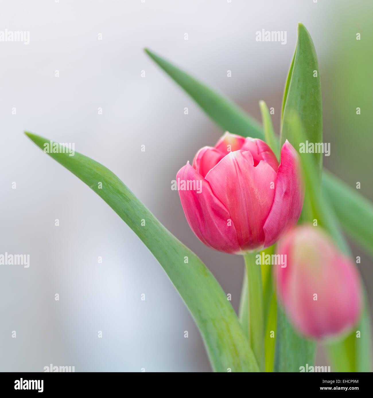 Di un bel colore rosa tulip flower nella piantagione di campo Foto Stock