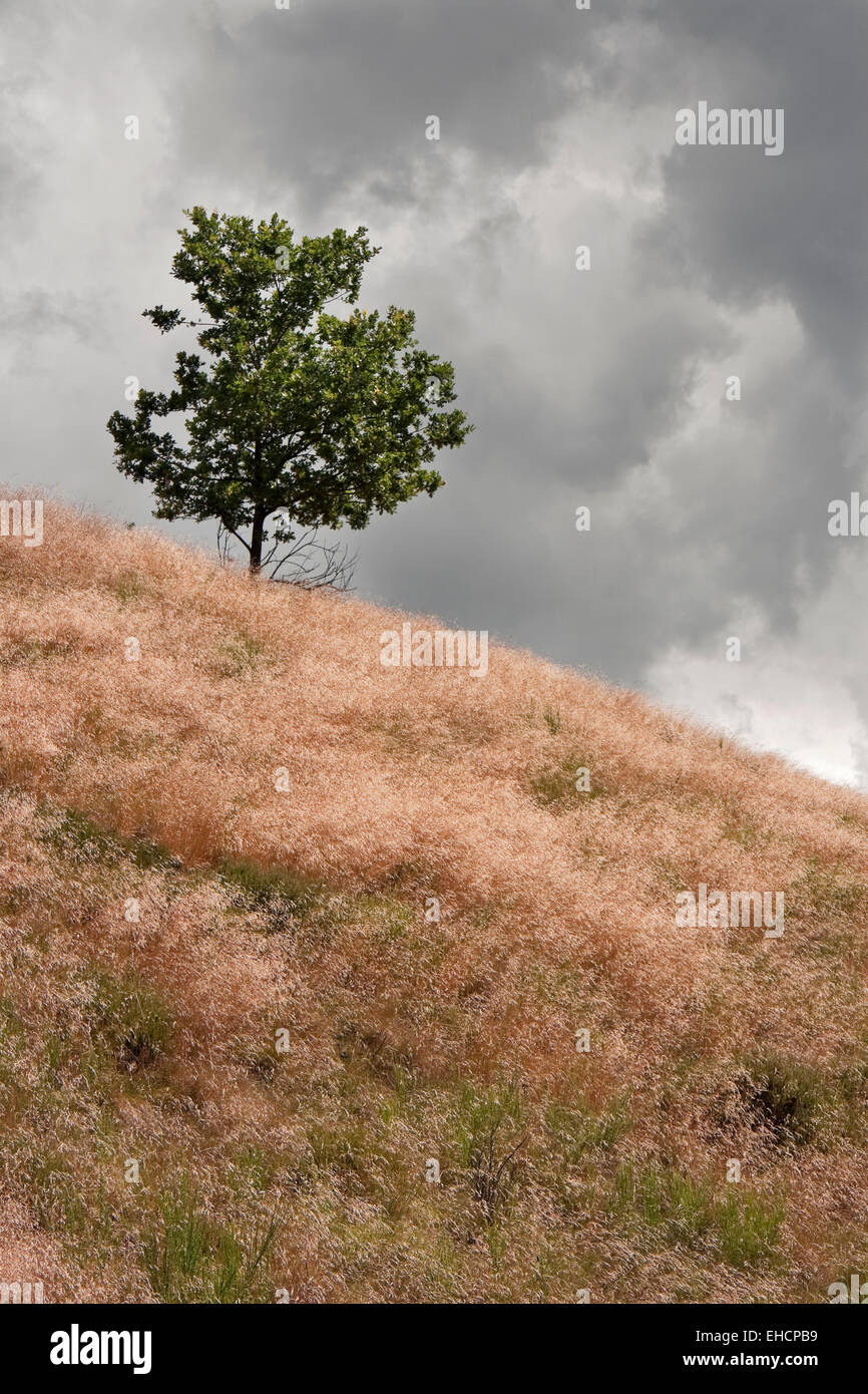 Albero solitario su una collina contro un cielo scuro Foto Stock