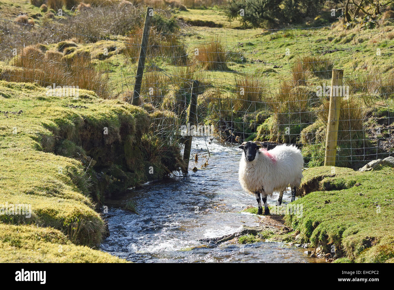 Pecore accanto al fiume Alan, Bodmin Moor, Cornwall, Regno Unito. Foto Stock
