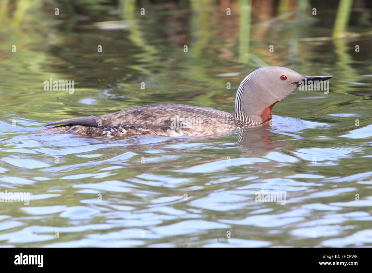 Rosso-throated Loon Foto Stock