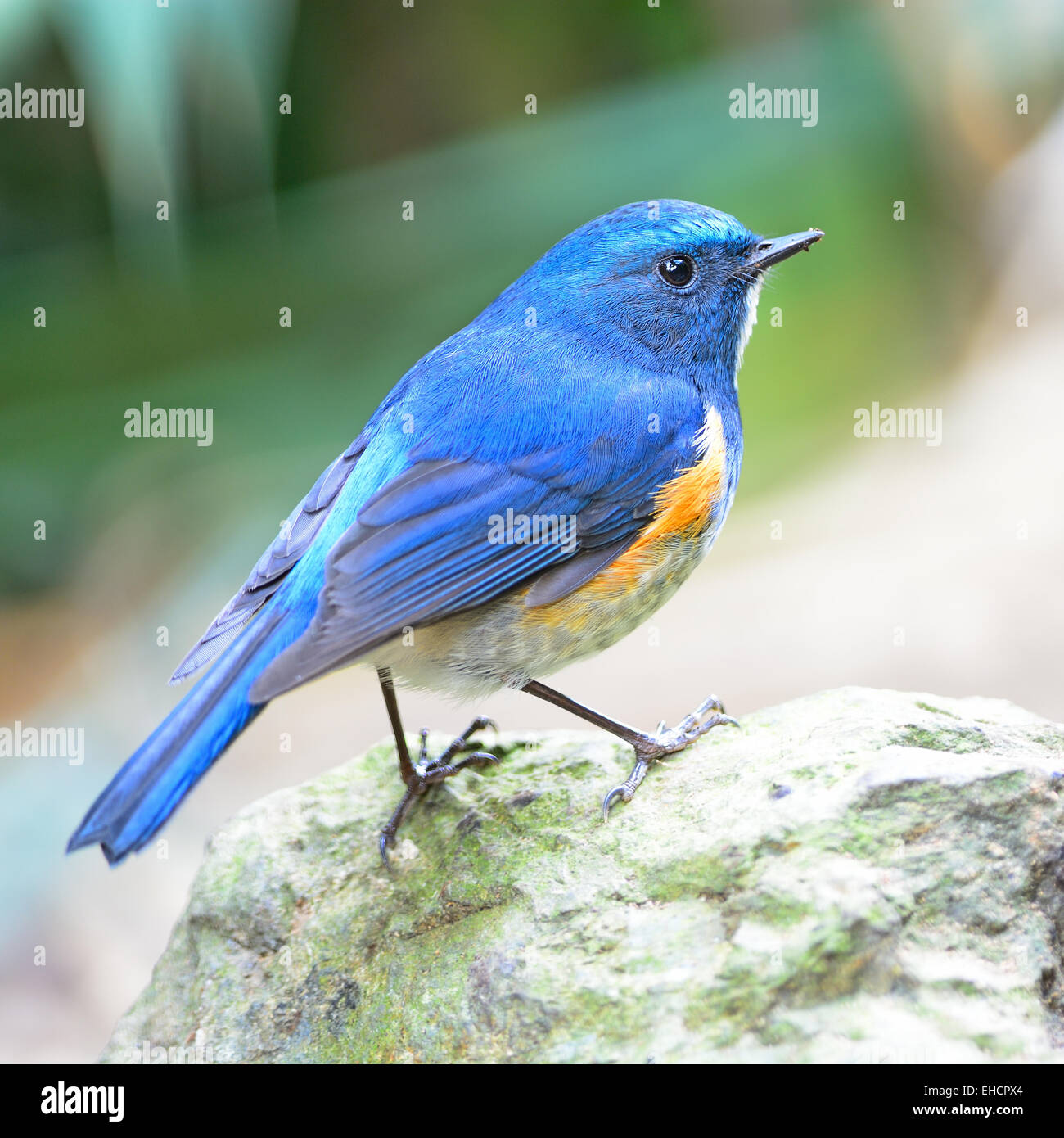 Blue Bird, maschio Bluetail himalayano (Tarsiger rufilatus), in piedi sulla roccia, Profilo laterale Foto Stock