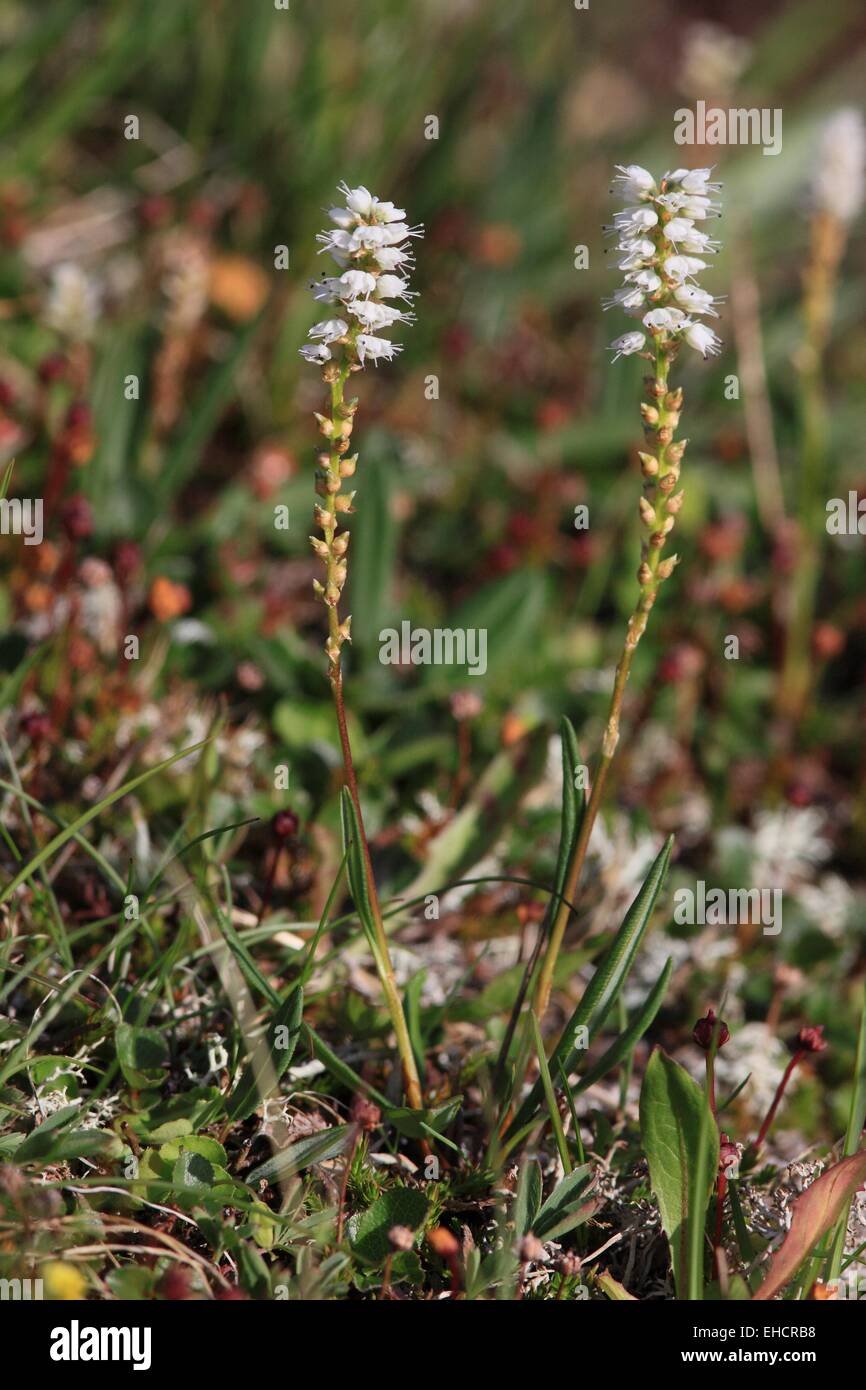 Alpino Bistorta Foto Stock