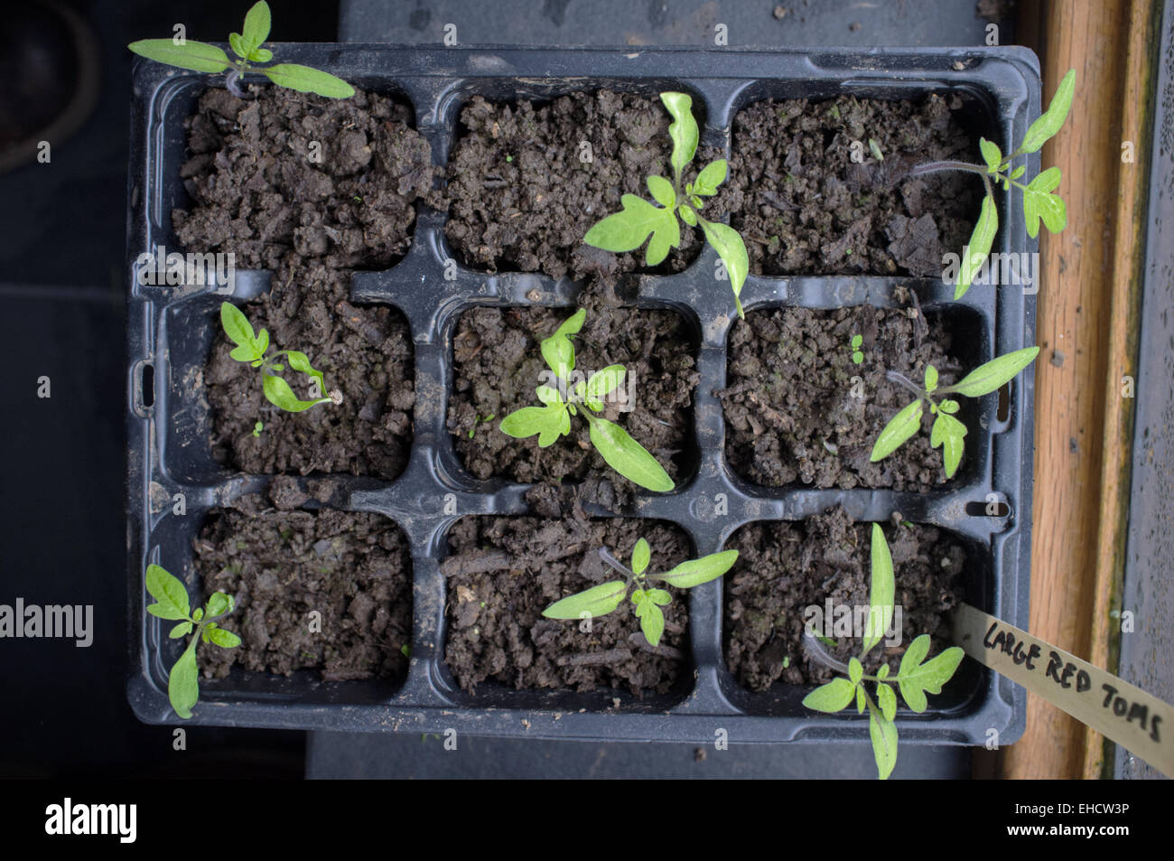 Giovani piante di pomodoro e piantine che crescono su un davanzale Foto Stock