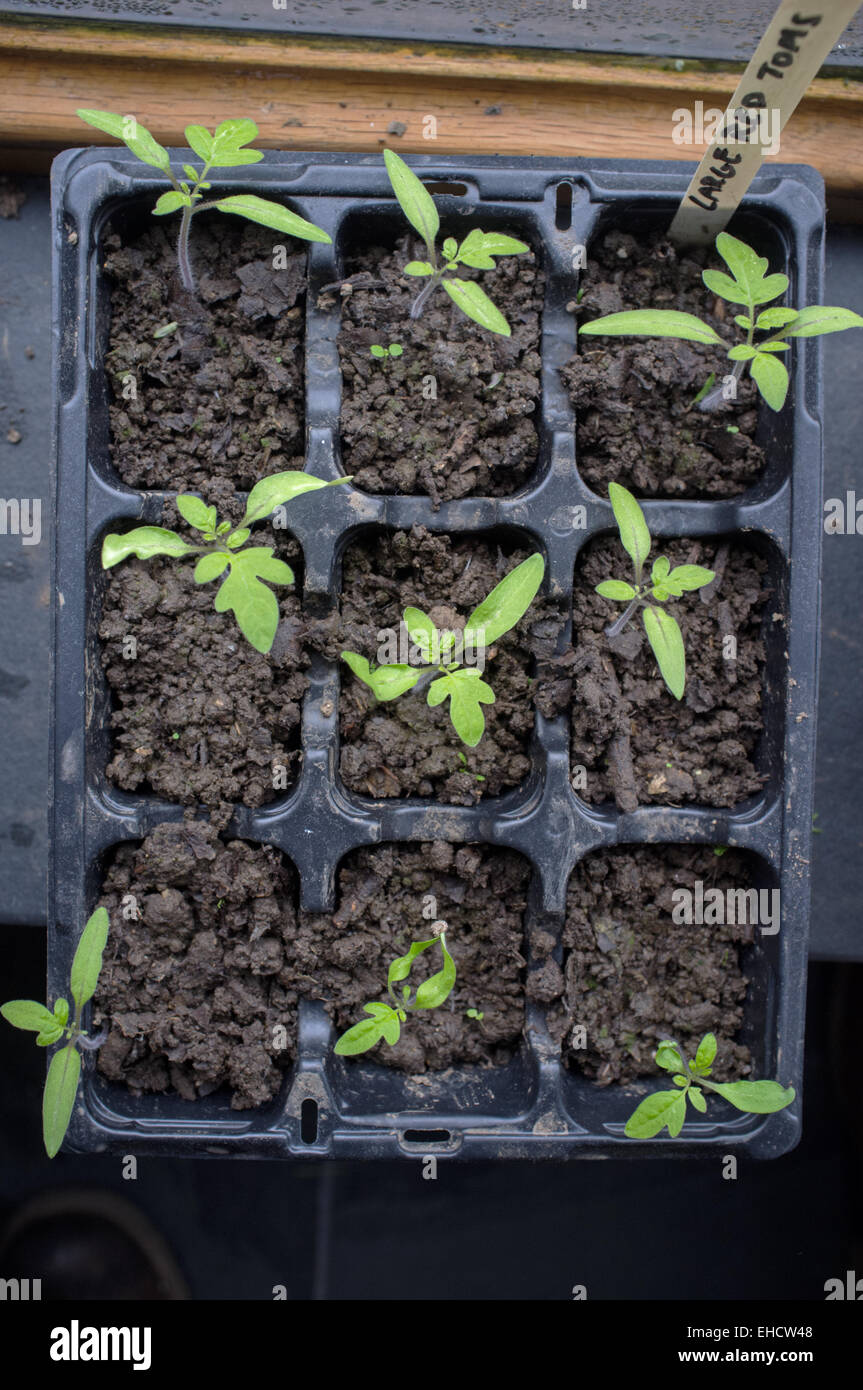 Giovani piante di pomodoro e piantine che crescono su un davanzale Foto Stock