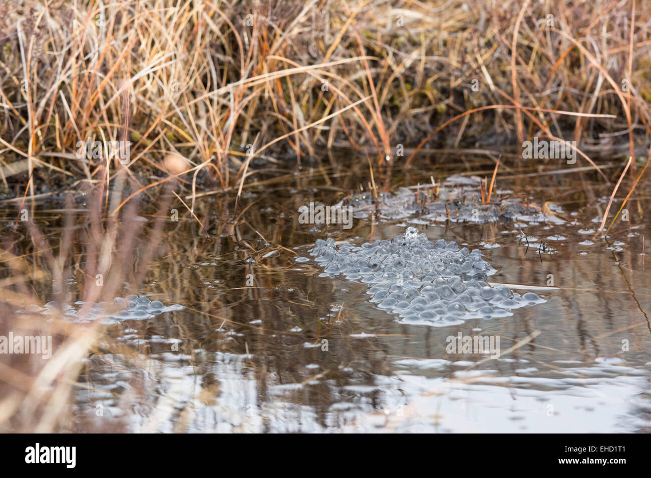 Frog Spawn in un laghetto palustre Foto Stock