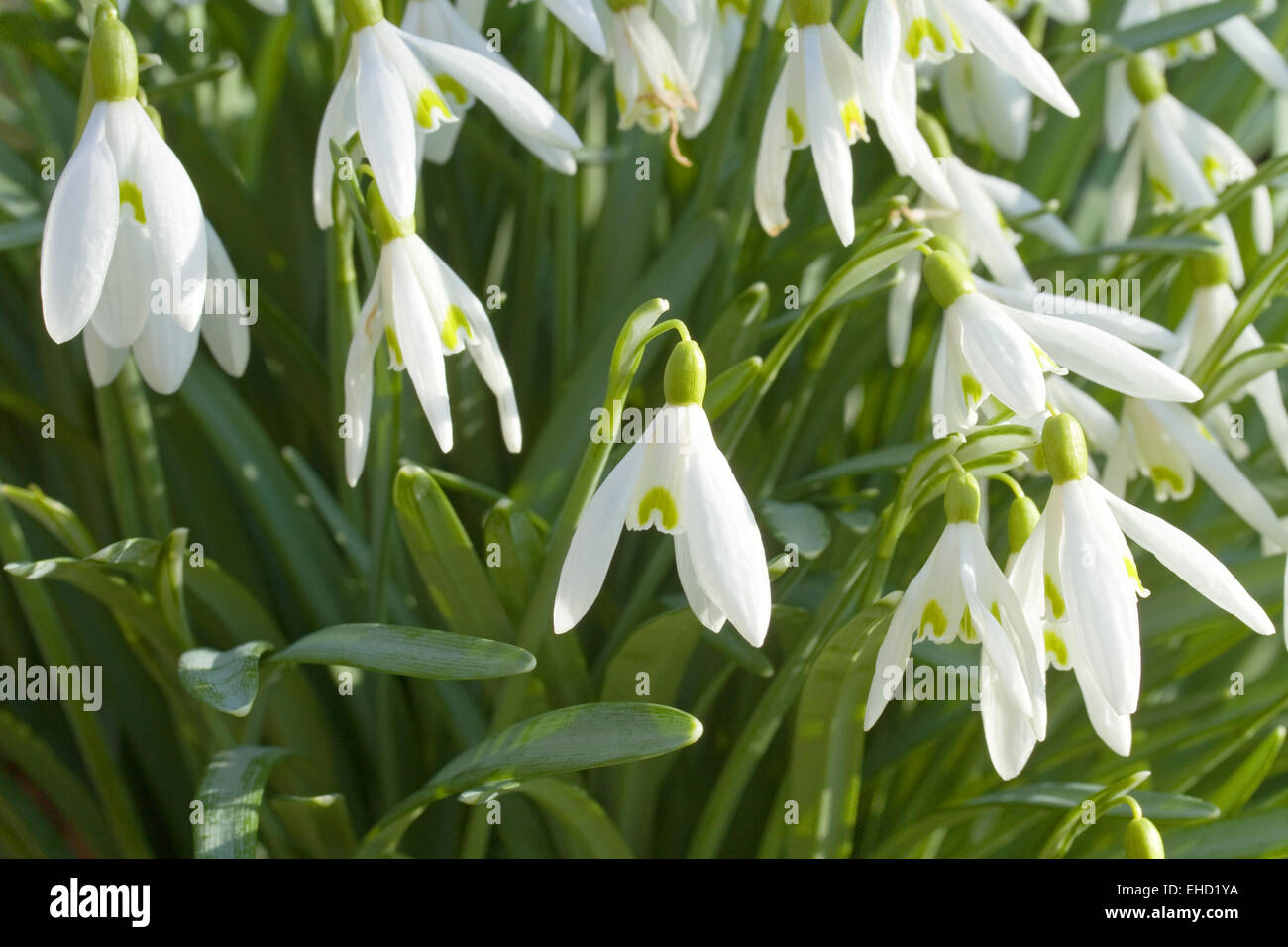 Snowdrops Spring Foto Stock