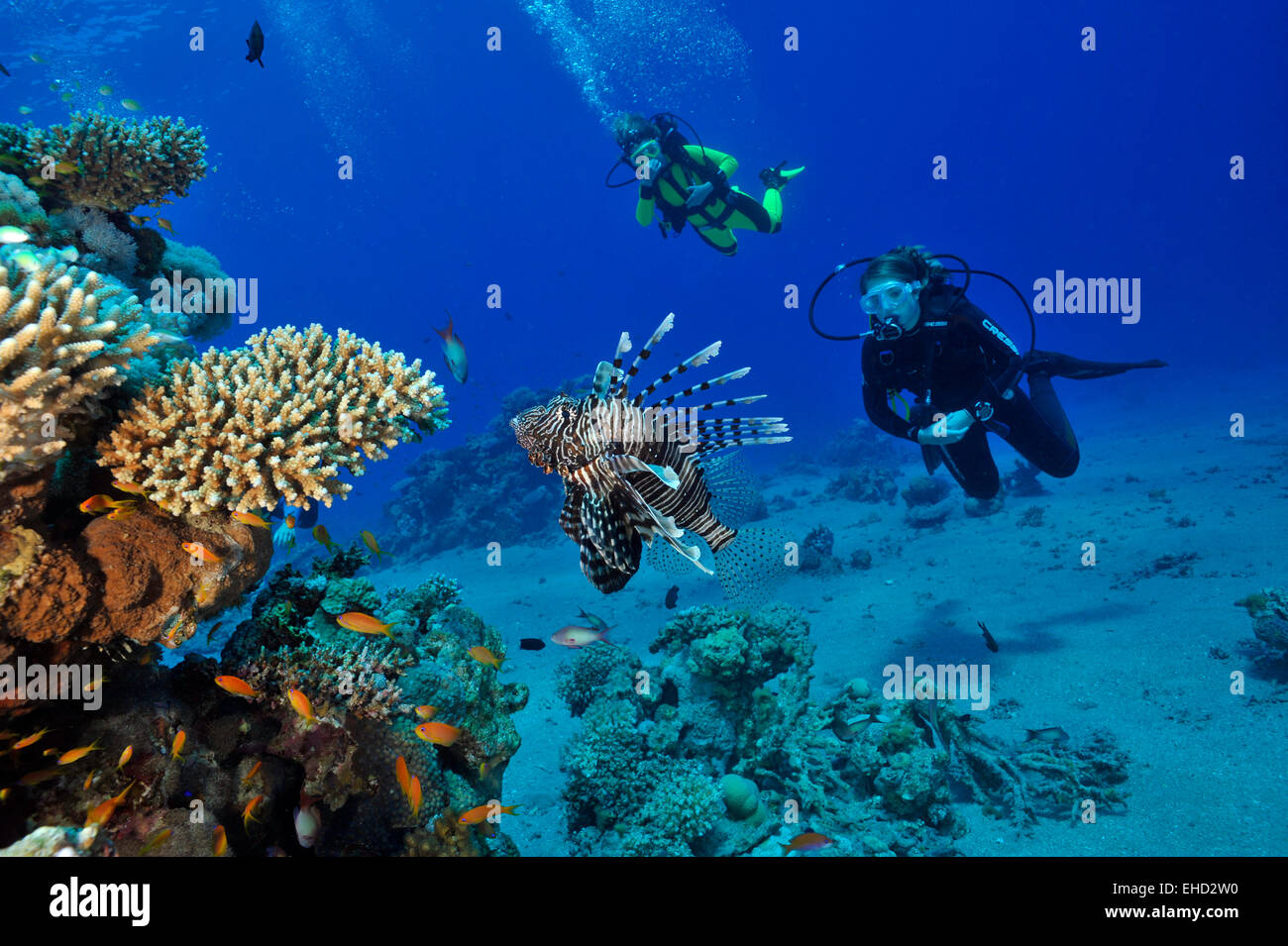 Leone e subacquei Foto Stock