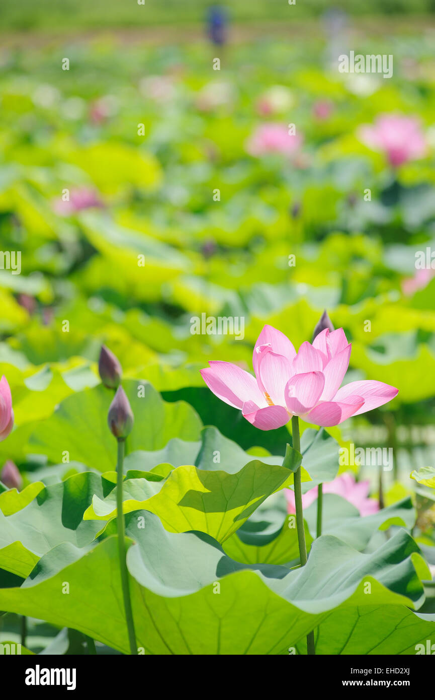 Primo piano della Rosa Lotus in un lago in una giornata di sole Foto Stock
