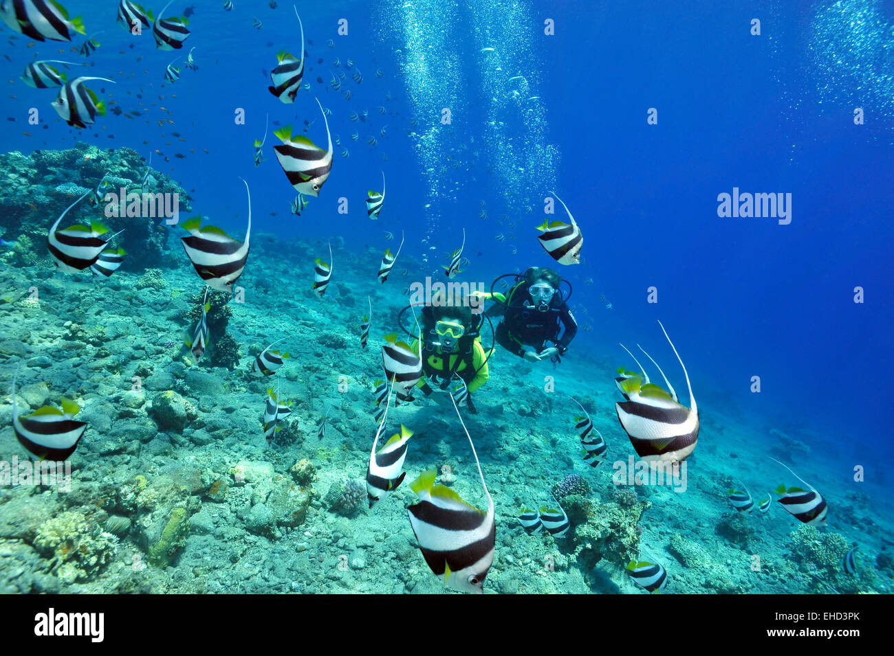 Due subacquei e pennant pesce Foto Stock