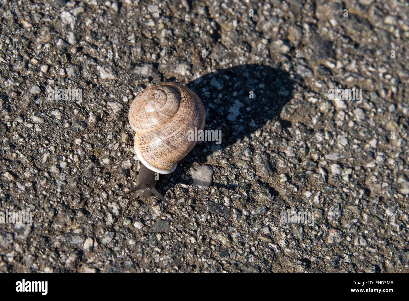 Marrone e bianco va a passo di lumaca strisciando lentamente su asfalto Foto Stock
