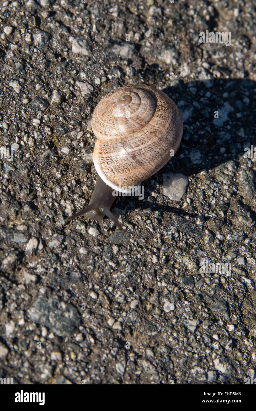 Marrone e bianco va a passo di lumaca strisciando lentamente su asfalto Foto Stock
