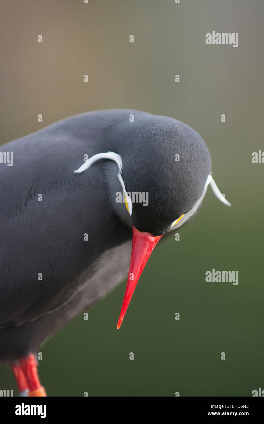Inca tern (Larosterna inca). Foto Stock