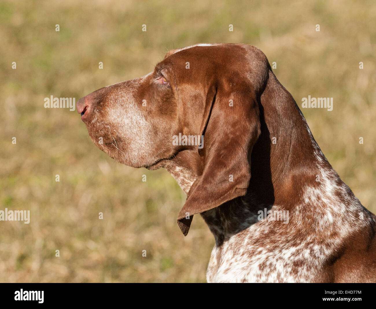 Un Bracco Italiano, chiamato anche un puntatore italiano o Italiano cane di puntamento Foto Stock