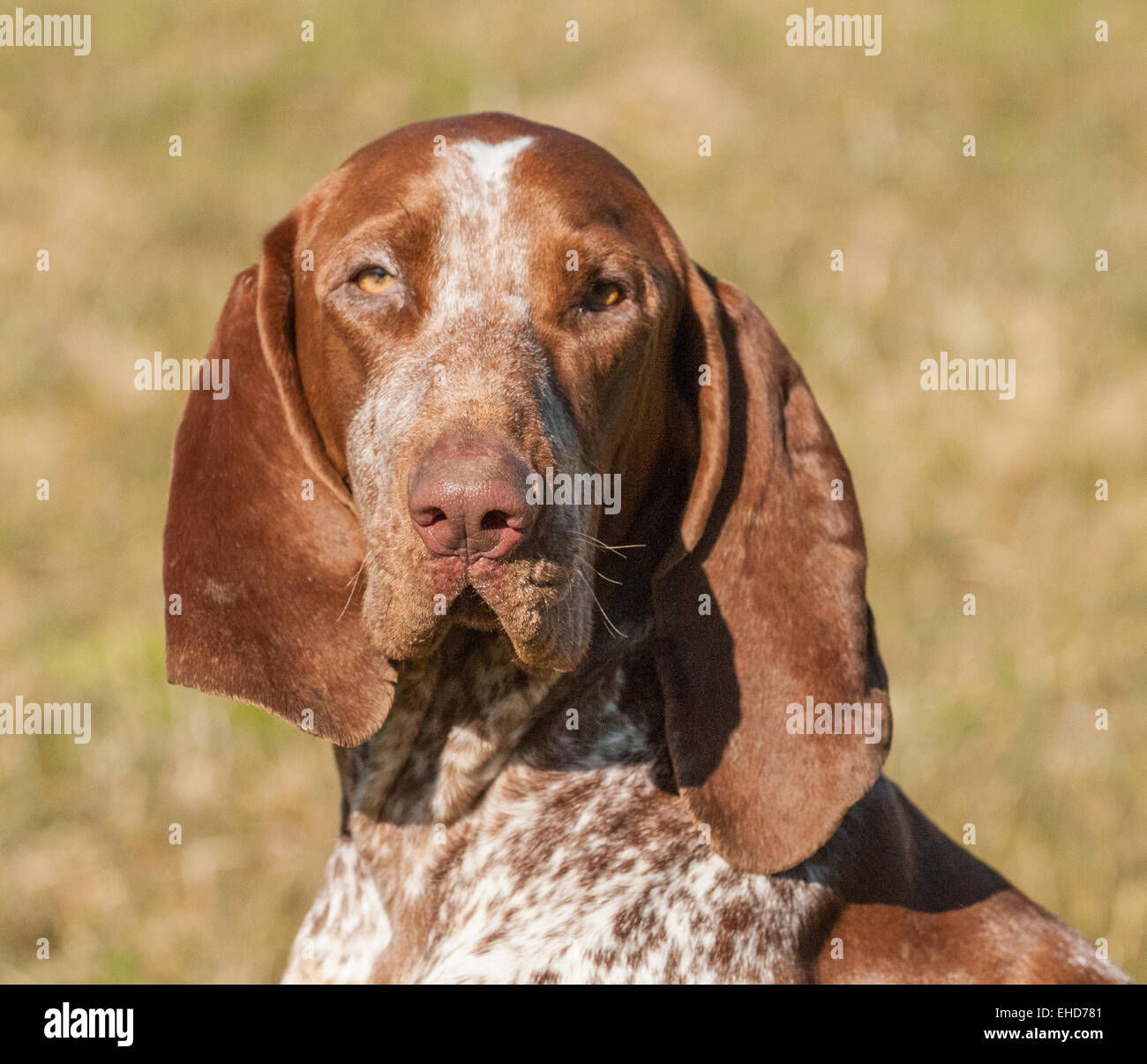 Un Bracco Italiano, chiamato anche un puntatore italiano o Italiano cane di puntamento Foto Stock
