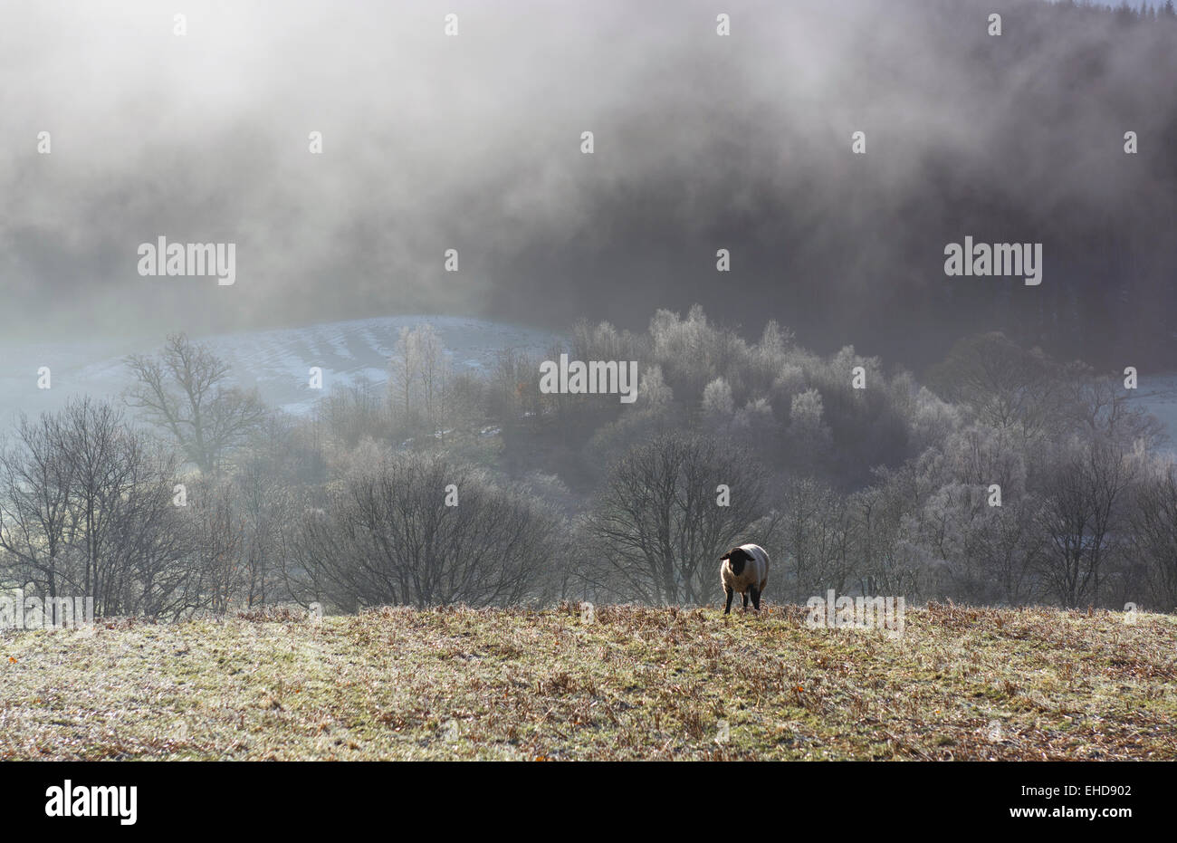 Terreni agricoli con le pecore e gli alberi e atmosferico invernale ethereal / luce magica Foto Stock