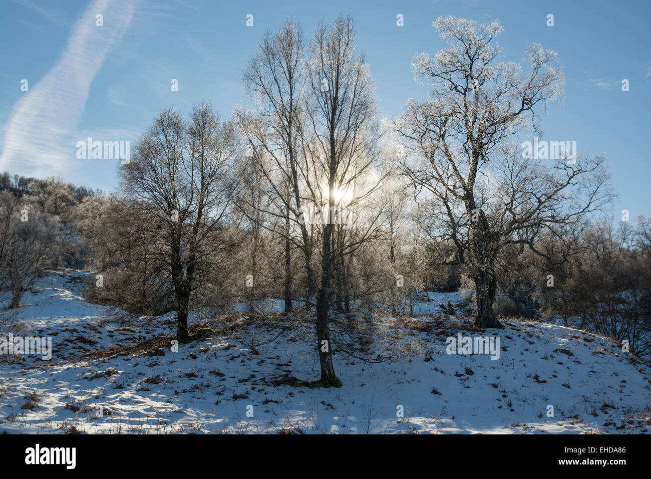 Winter Wonderland alberi retroilluminato sole che splende attraverso Foto Stock
