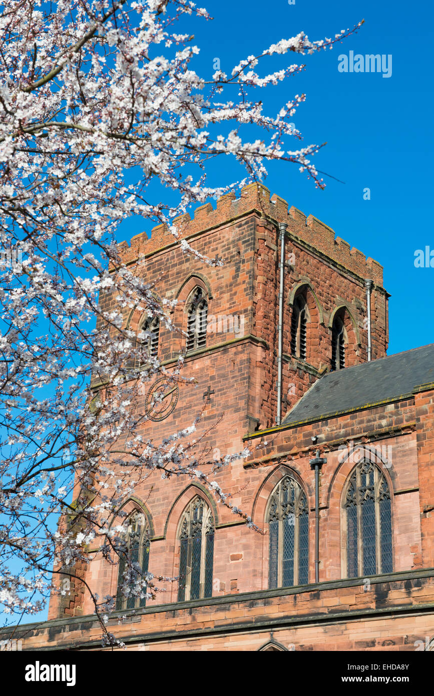 Primavera sbocciano i fiori al di fuori di Shrewsbury Abbey, Shropshire. Foto Stock