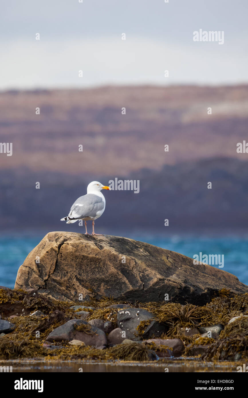 Grande aringa gabbiano (Larus argentatus) Foto Stock