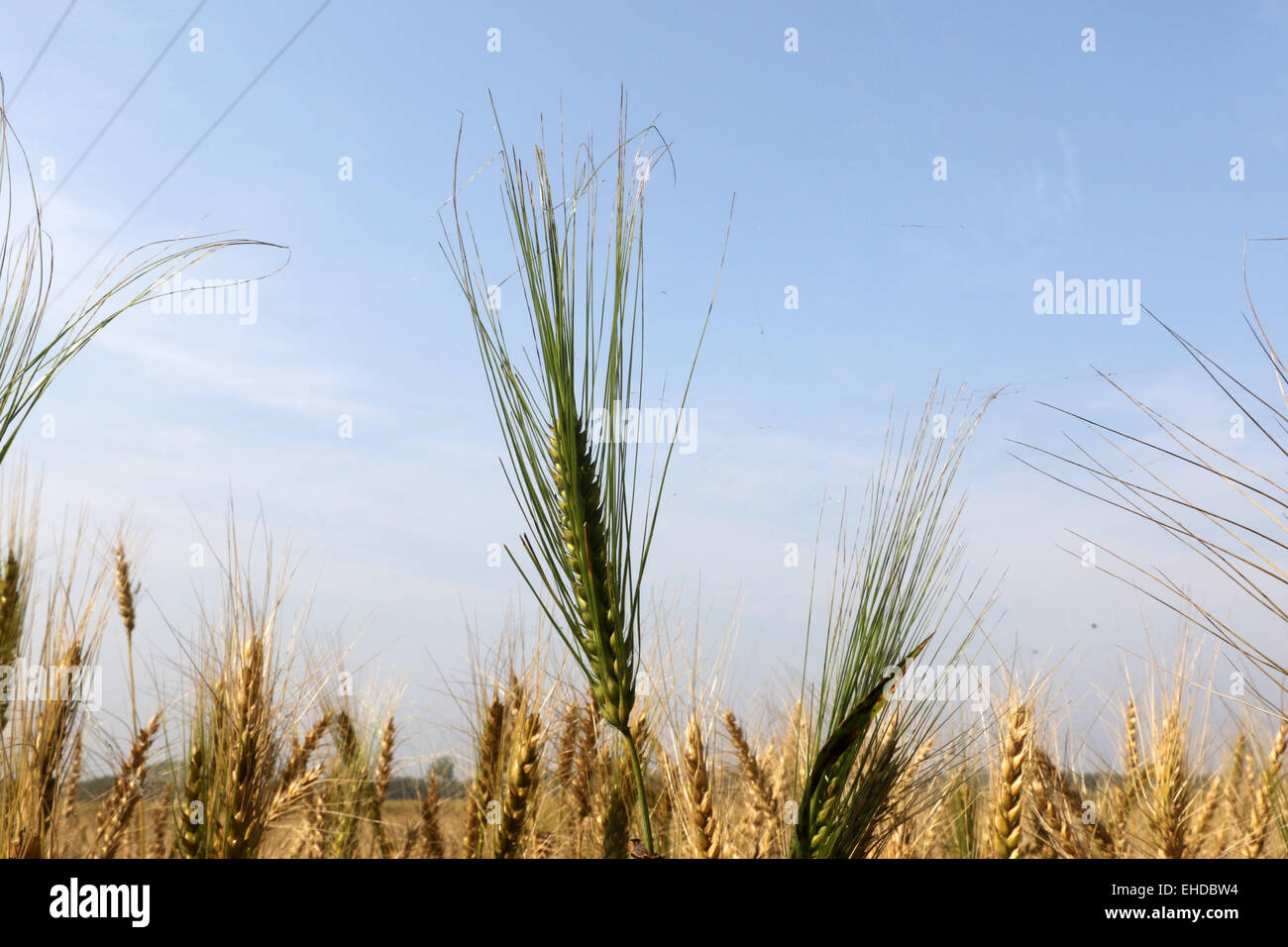 Campi di Grano Bangladesh, frumento, campi, campi di grano ...
