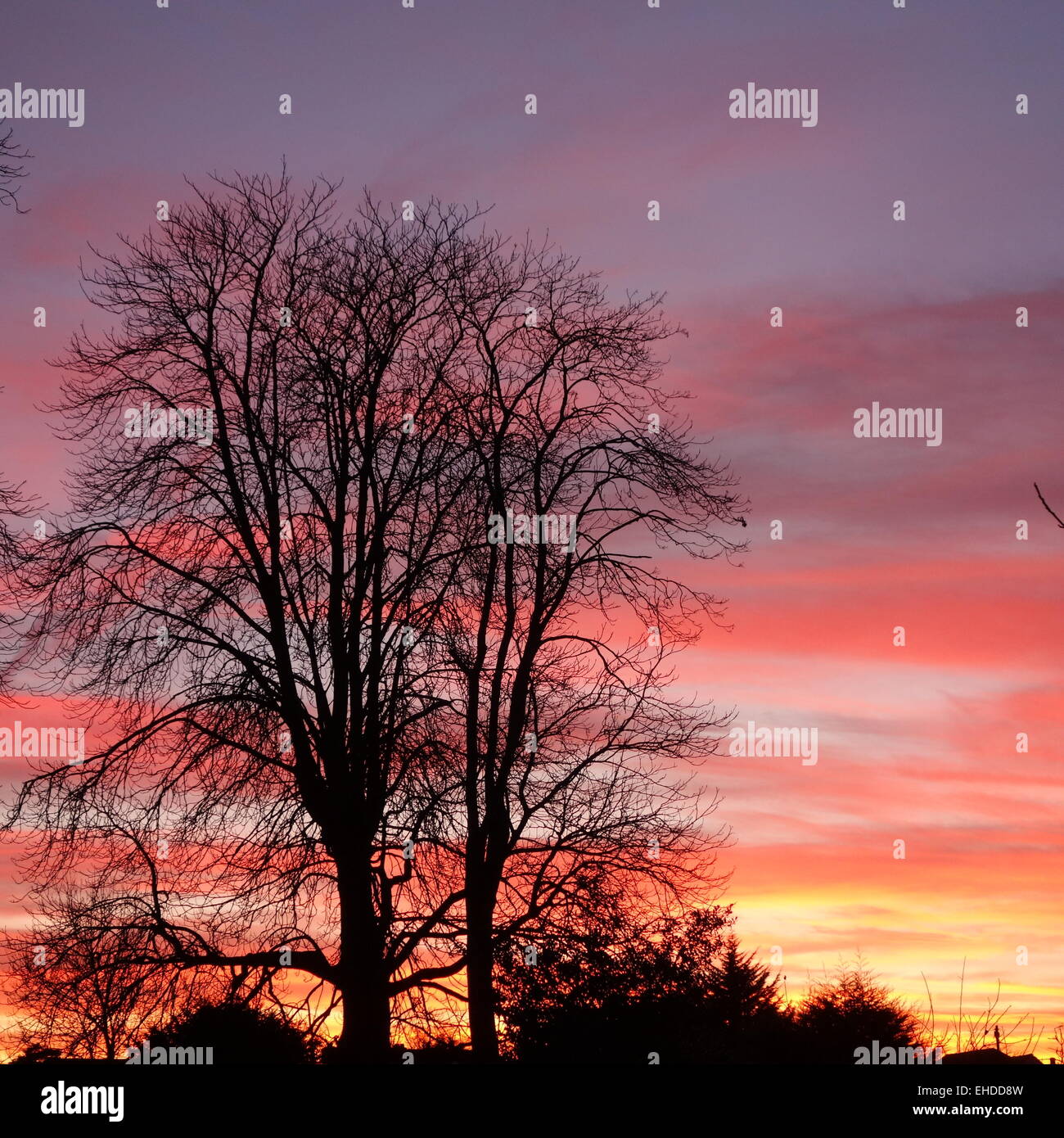 Silhouette di struttura ad albero al tramonto Foto Stock