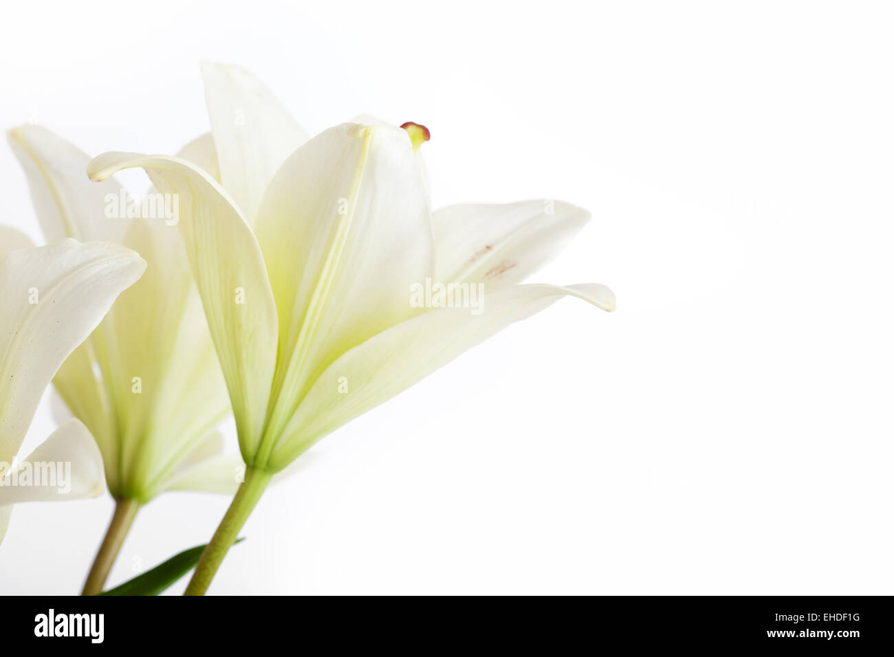 Weiße Lilien Foto Stock