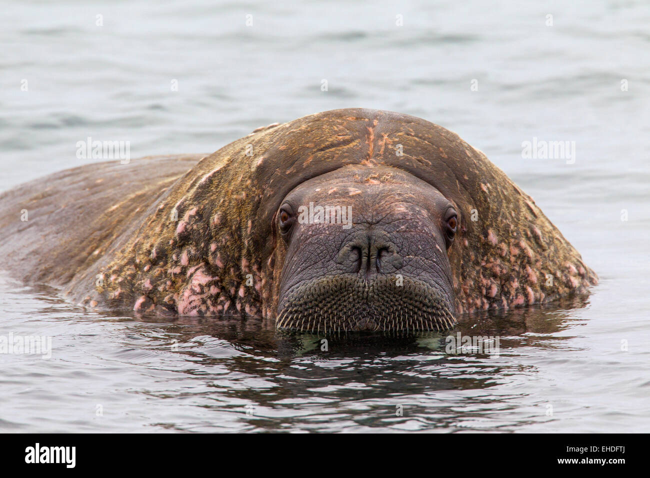 Tricheco (Odobenus rosmarus) close up di Bull il nuoto nel mare Artico Foto Stock